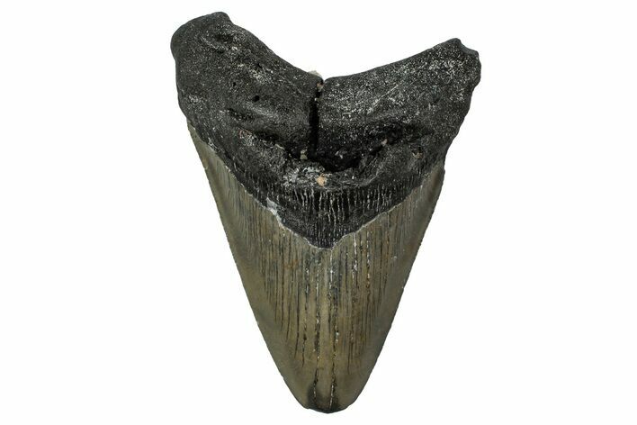 Fossil Megalodon Tooth - North Carolina #351172